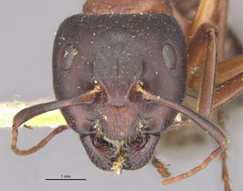 Media type: image;   Entomology 9219 Aspect: head frontal view